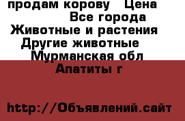 продам корову › Цена ­ 70 000 - Все города Животные и растения » Другие животные   . Мурманская обл.,Апатиты г.